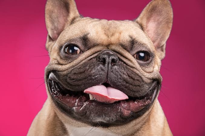 色んな犬種が1つのクラスだったら？part３