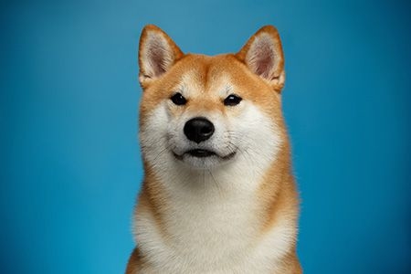 色んな犬種が1つのクラスだったら？part３