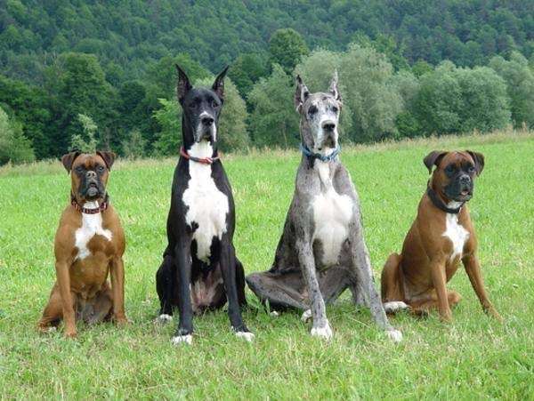 色んな犬種が1つのクラスだったら？part３