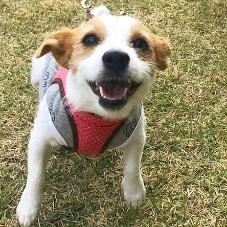 色んな犬種が1つのクラスだったら？part３