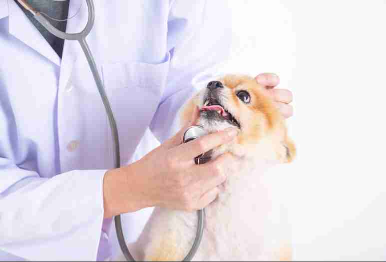 色んな犬種が1つのクラスだったら？part３