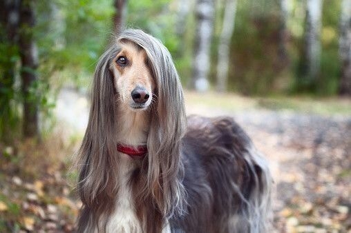 色んな犬種が1つのクラスだったら？part３