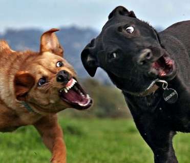 色んな犬種が1つのクラスだったら？part３