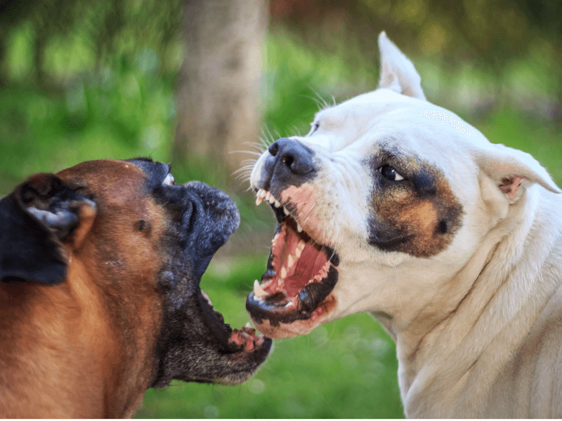 色んな犬種が1つのクラスだったら？part３