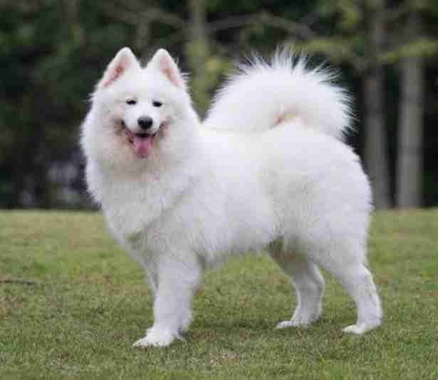 色んな犬種が1つのクラスだったら？part３