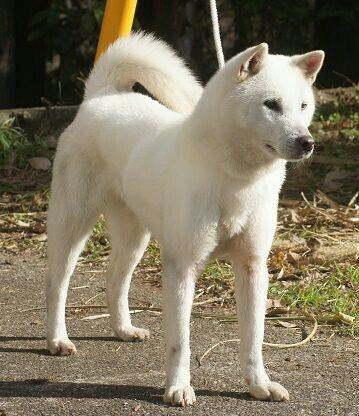 色んな犬種が1つのクラスだったら？part３