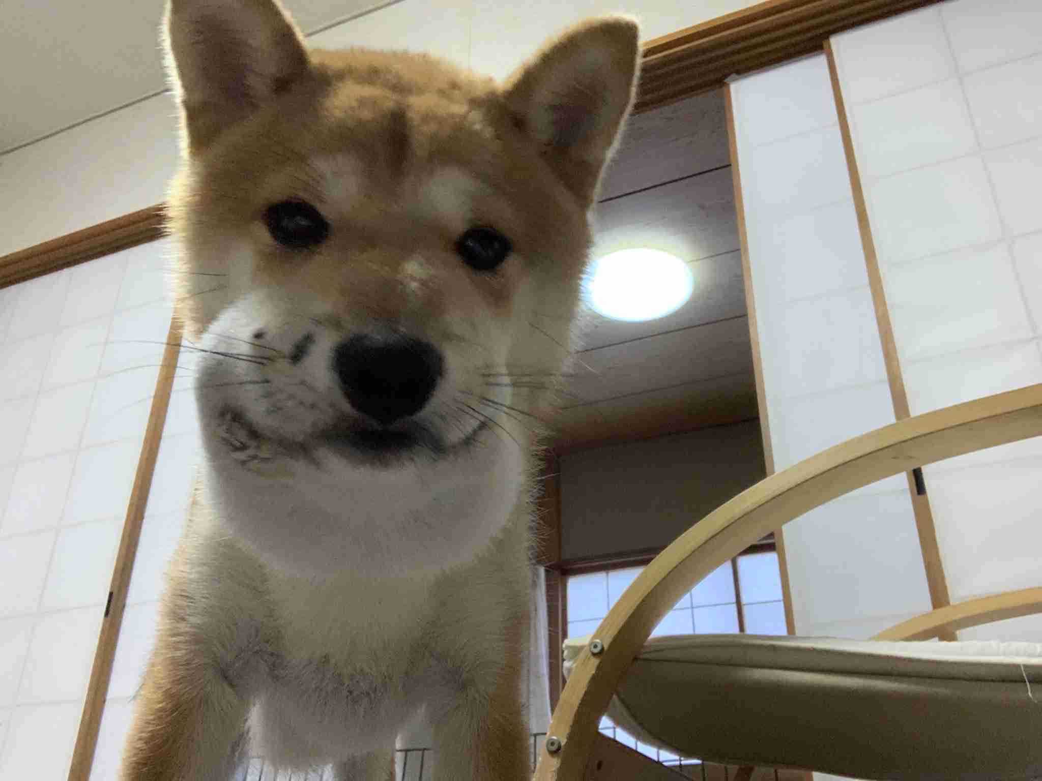 色んな犬種が1つのクラスだったら？part３