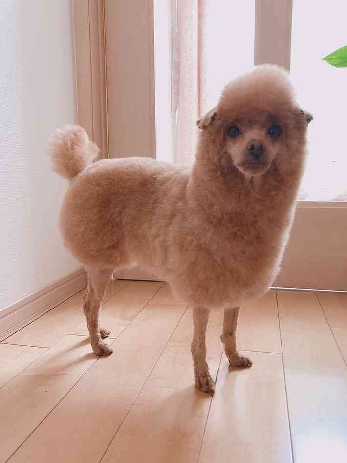 色んな犬種が1つのクラスだったら？part３