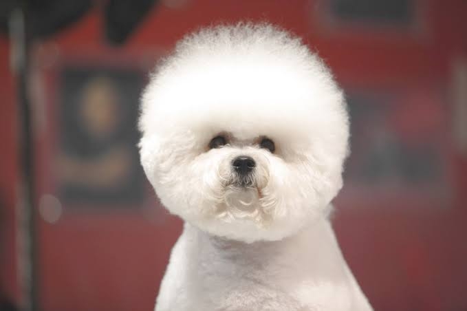 色んな犬種が1つのクラスだったら？part３