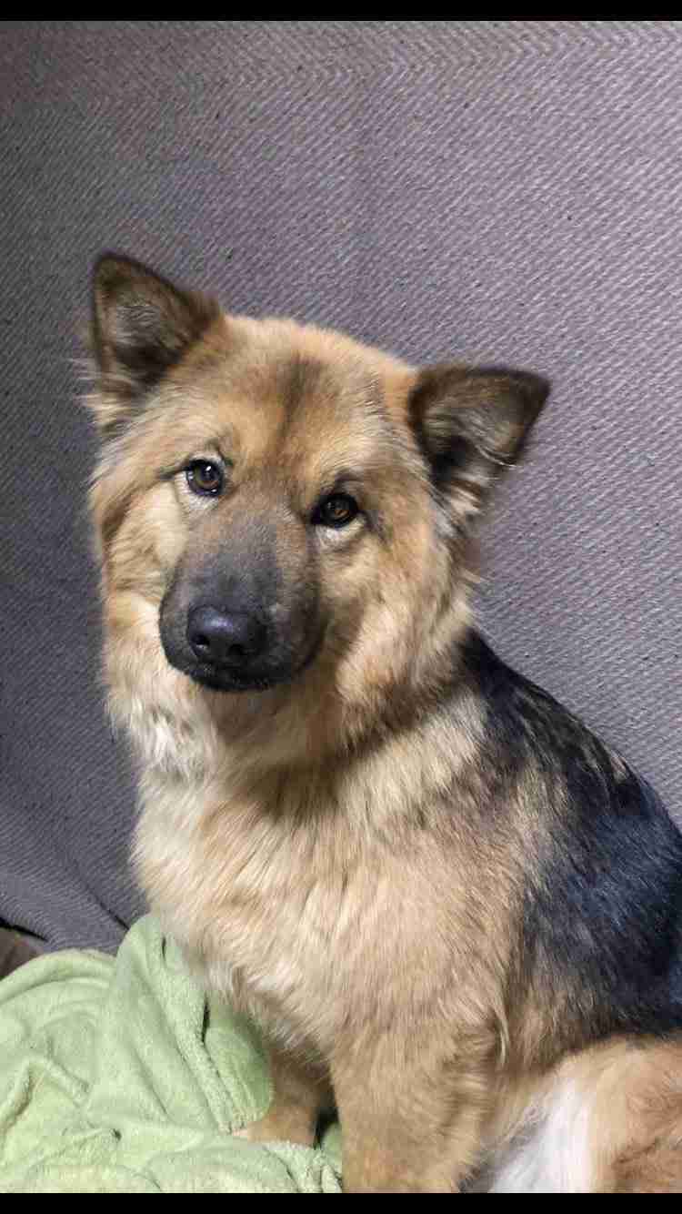 色んな犬種が1つのクラスだったら？part３
