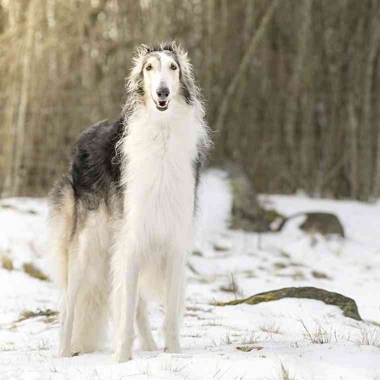 色んな犬種が1つのクラスだったら？part３