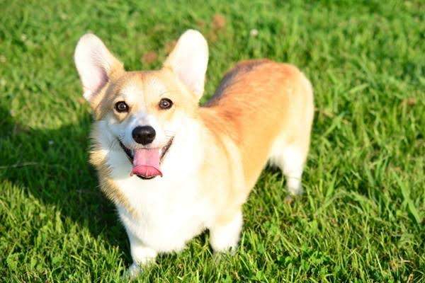 色んな犬種が1つのクラスだったら？part３