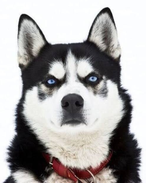 色んな犬種が1つのクラスだったら？part３