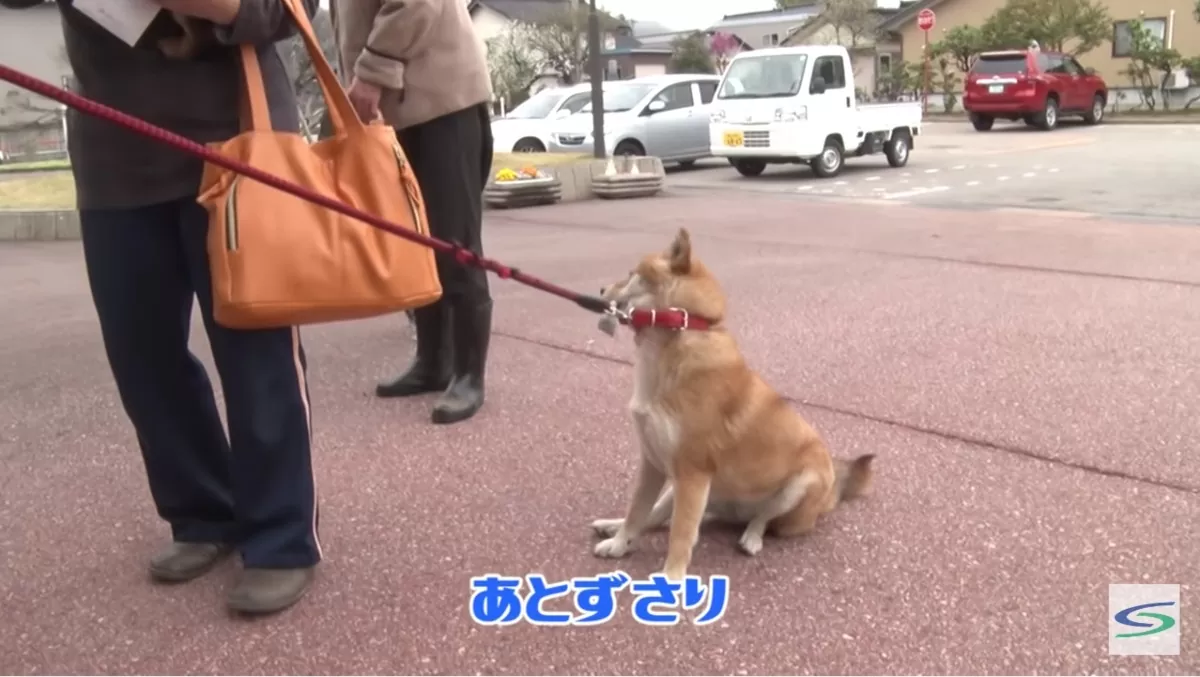 色んな犬種が1つのクラスだったら？part３