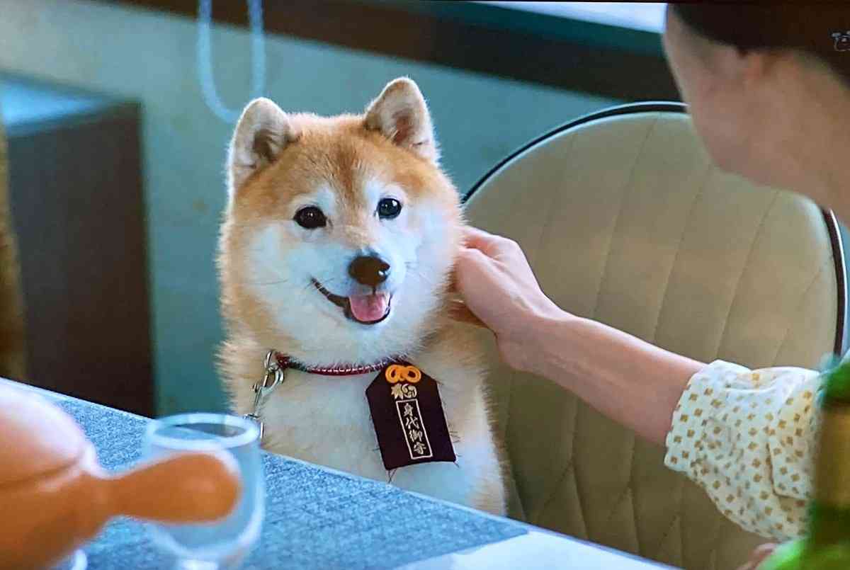 色んな犬種が1つのクラスだったら？part３