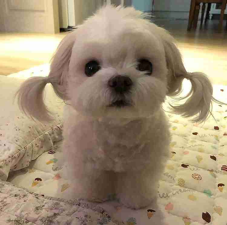 色んな犬種が1つのクラスだったら？part３