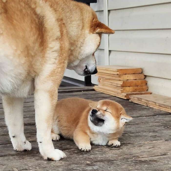 色んな犬種が1つのクラスだったら？part３