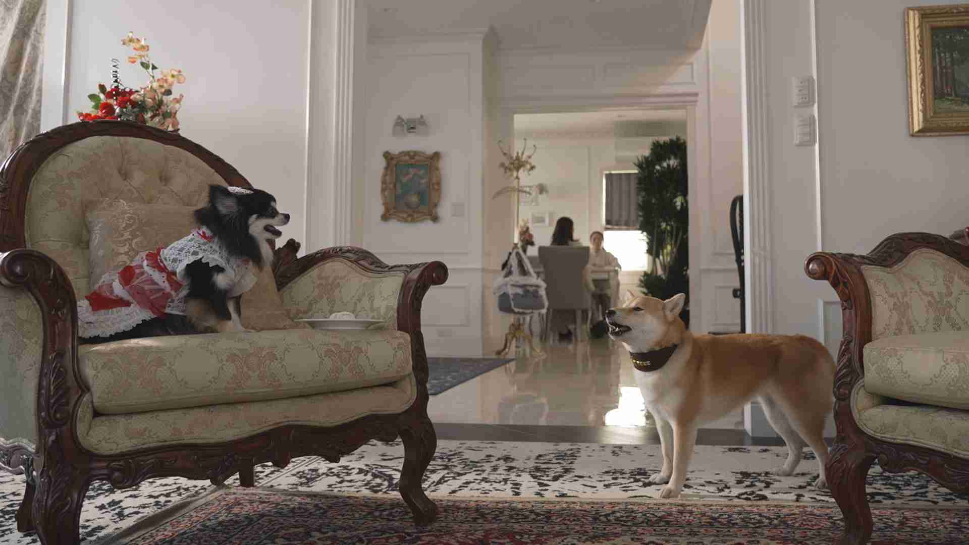 色んな犬種が1つのクラスだったら？part３