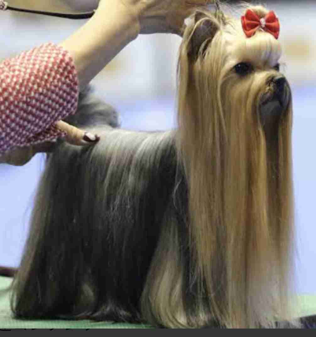 色んな犬種が1つのクラスだったら？part３