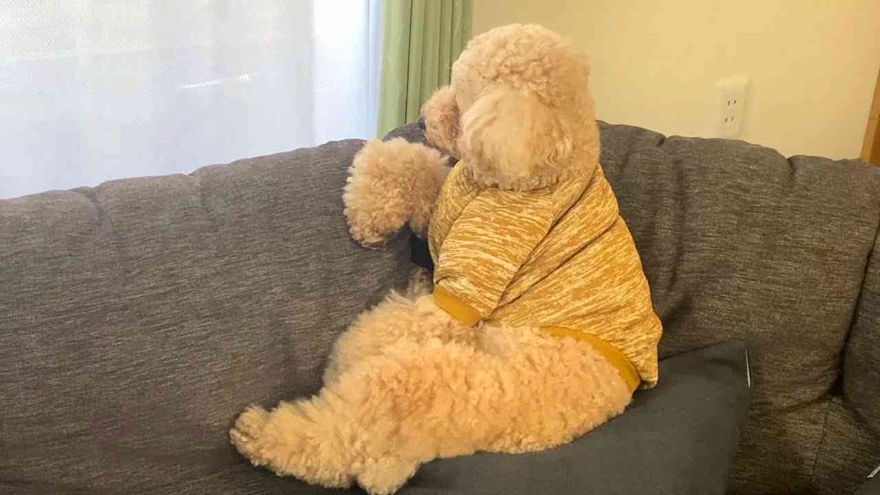 色んな犬種が1つのクラスだったら？part３