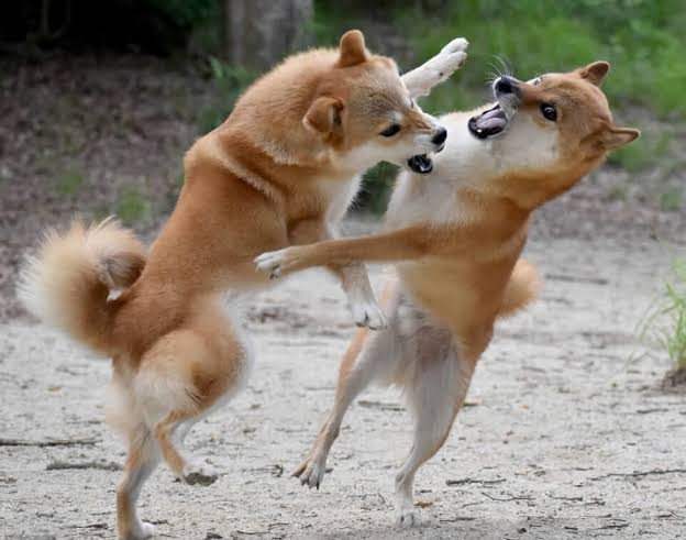 色んな犬種が1つのクラスだったら？part３