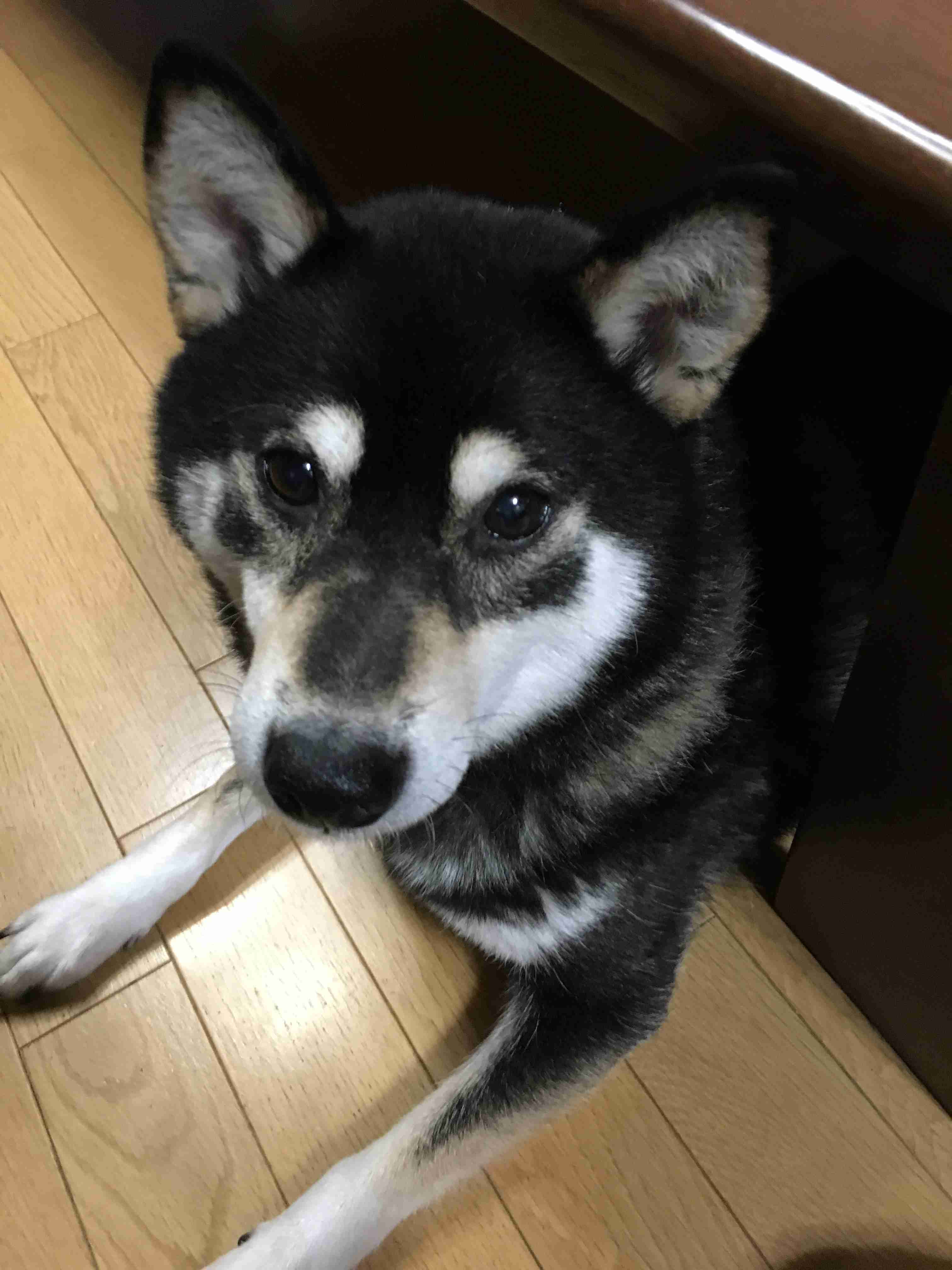 謎＆下手くそペット写真選手権 Part2