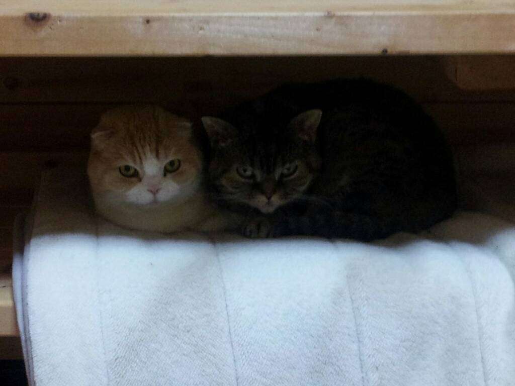 謎＆下手くそペット写真選手権 Part2