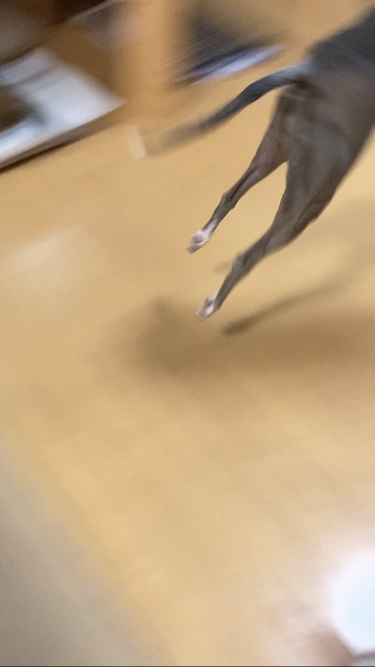 謎＆下手くそペット写真選手権 Part2