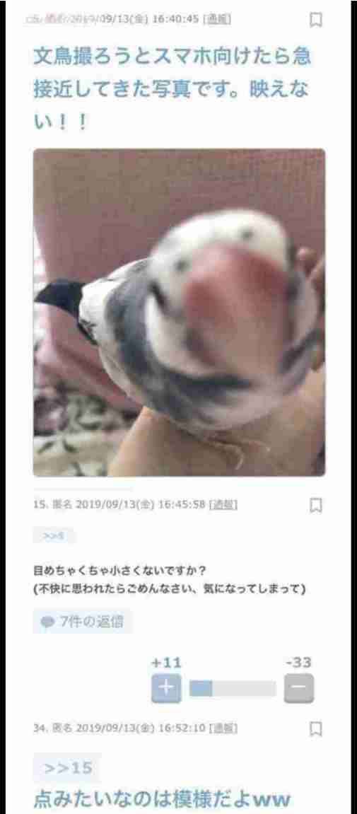 謎＆下手くそペット写真選手権 Part2