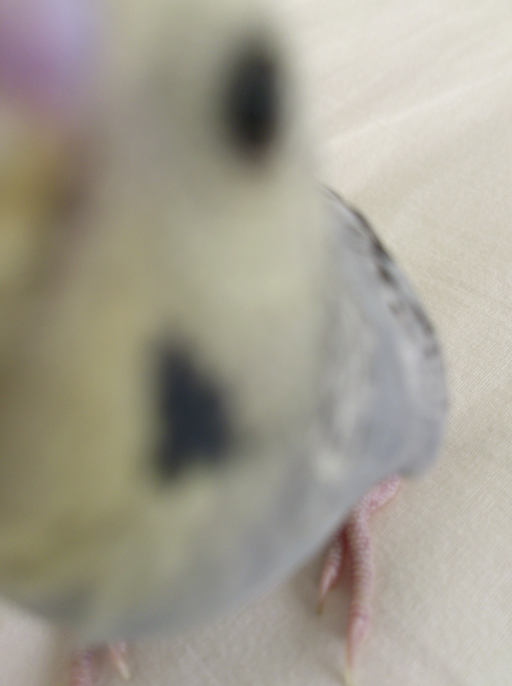 謎＆下手くそペット写真選手権 Part2