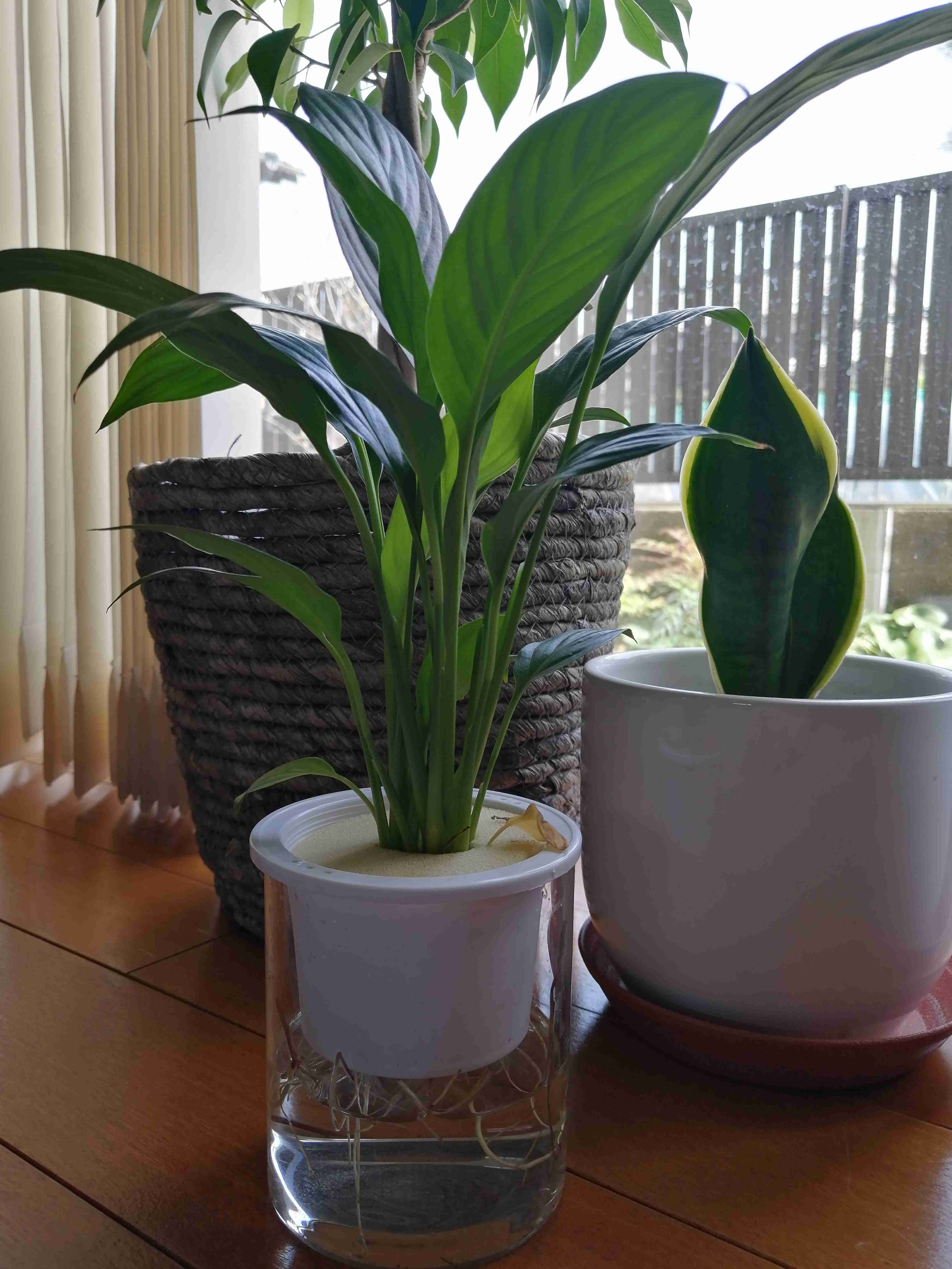 観葉植物すぐ駄目にする人