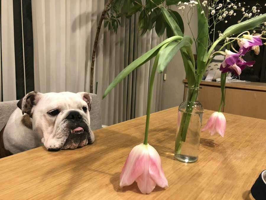 観葉植物すぐ駄目にする人