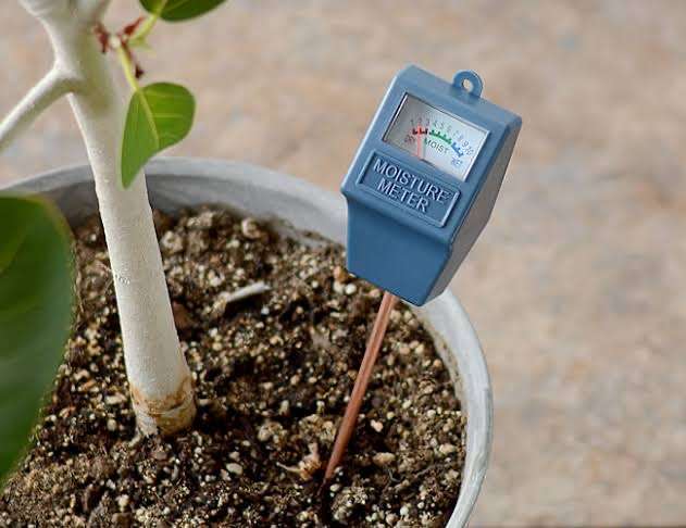 観葉植物すぐ駄目にする人