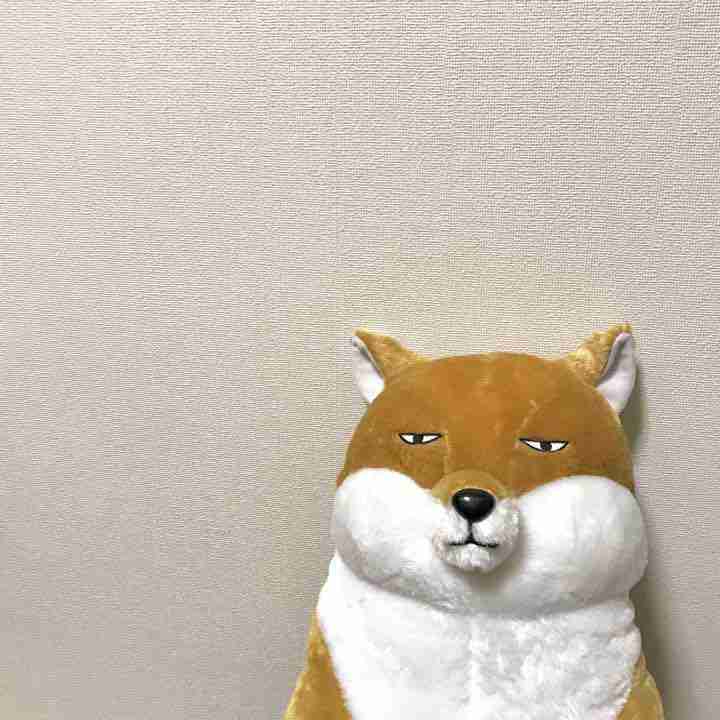 チベスナの画像を貼りつつ自分のチャームポイントをいうトピ Part2