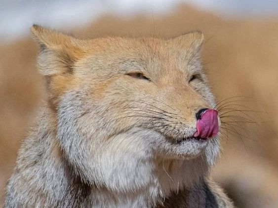 チベスナの画像を貼りつつ自分のチャームポイントをいうトピ Part2
