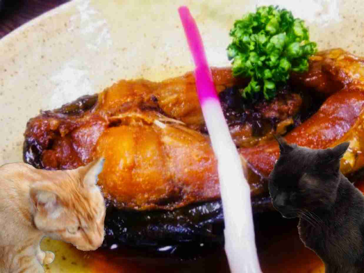 がるちゃん猫カフェ86号店開店しました♫(初めての方も大歓迎♫)