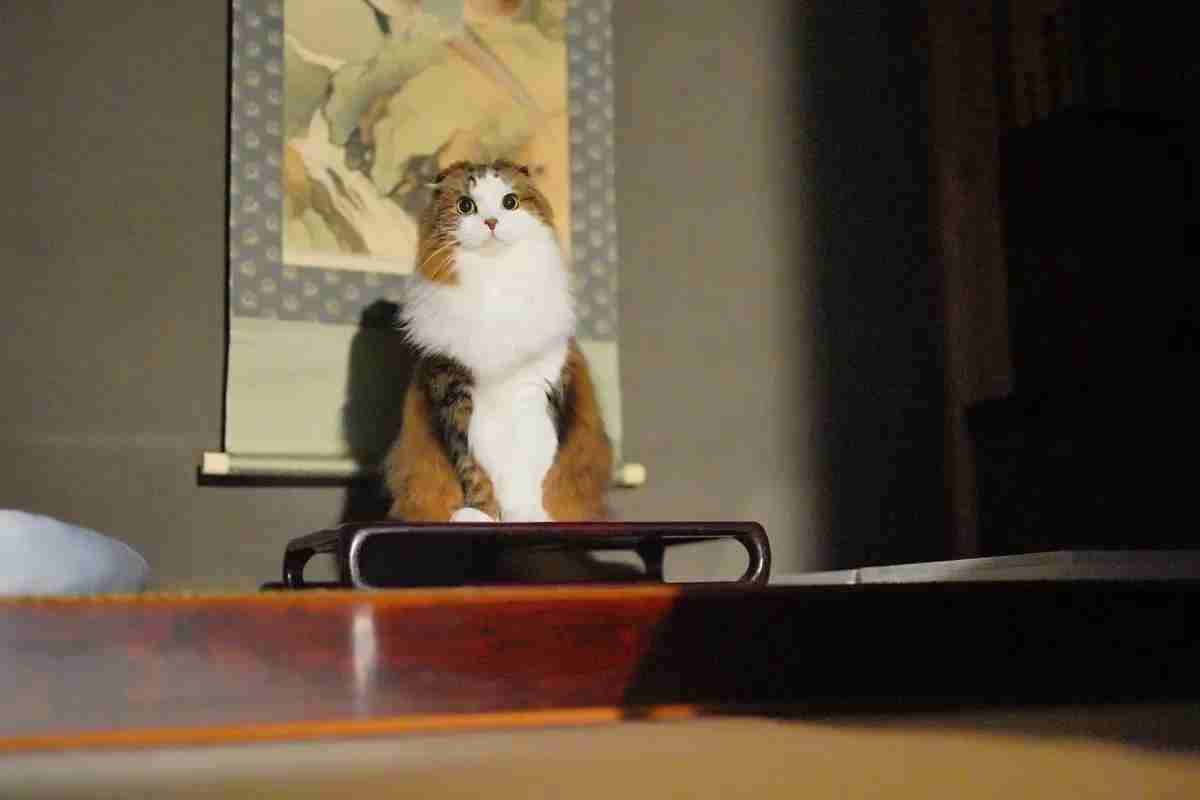 がるちゃん猫カフェ86号店開店しました♫(初めての方も大歓迎♫)