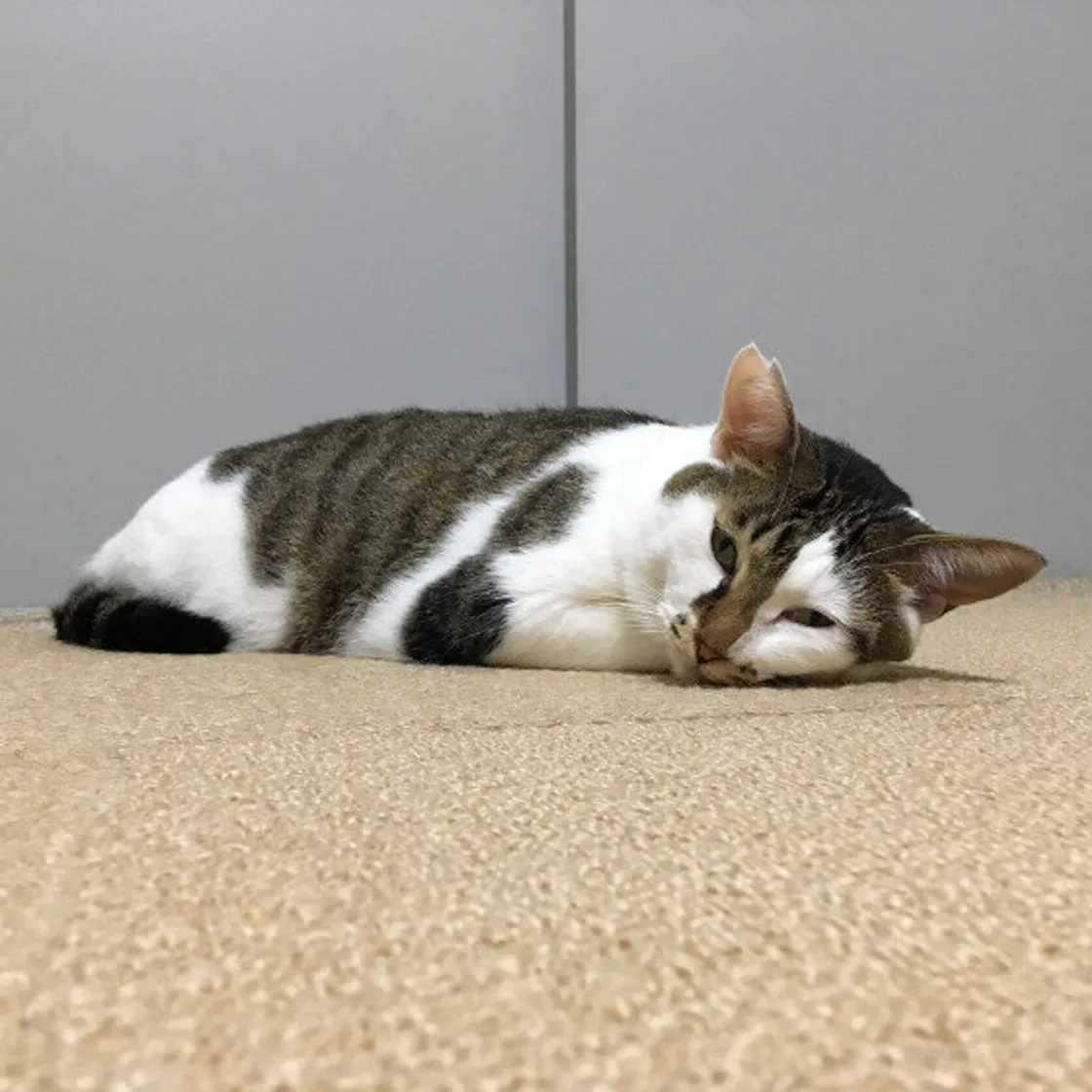 がるちゃん猫カフェ86号店開店しました♫(初めての方も大歓迎♫)