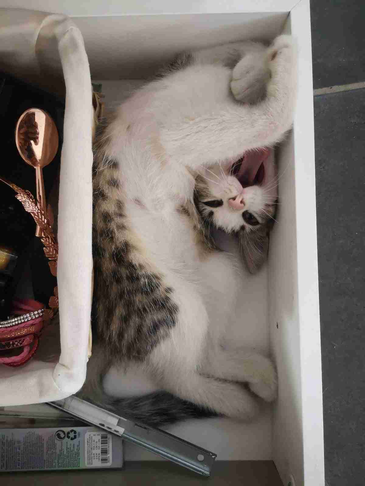 がるちゃん猫カフェ86号店開店しました♫(初めての方も大歓迎♫)