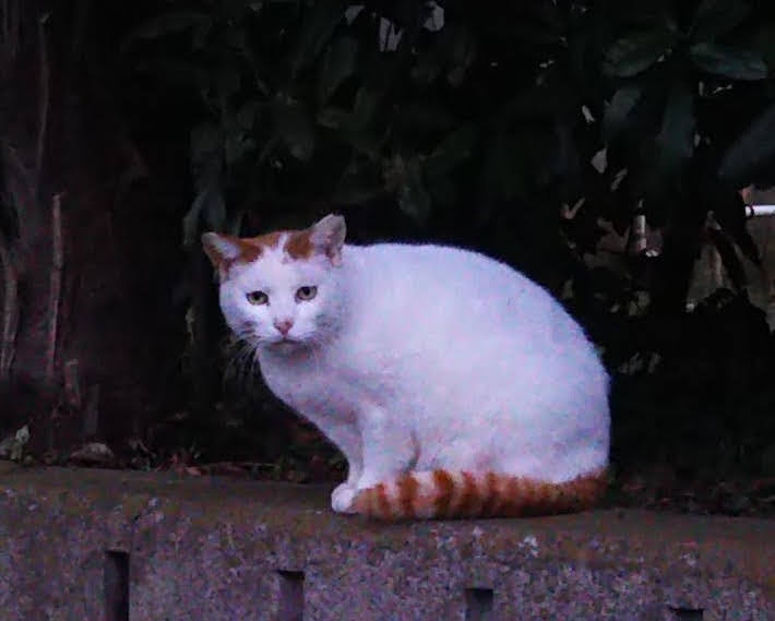 がるちゃん猫カフェ86号店開店しました♫(初めての方も大歓迎♫)