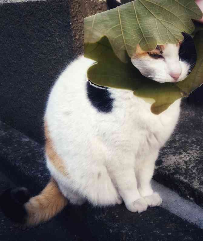 がるちゃん猫カフェ86号店開店しました♫(初めての方も大歓迎♫)
