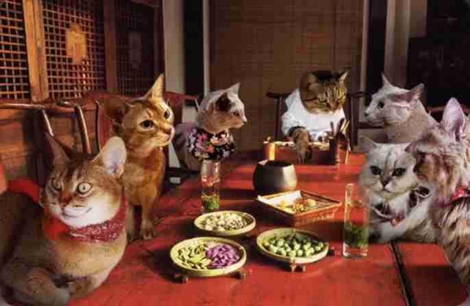 がるちゃん猫カフェ86号店開店しました♫(初めての方も大歓迎♫)