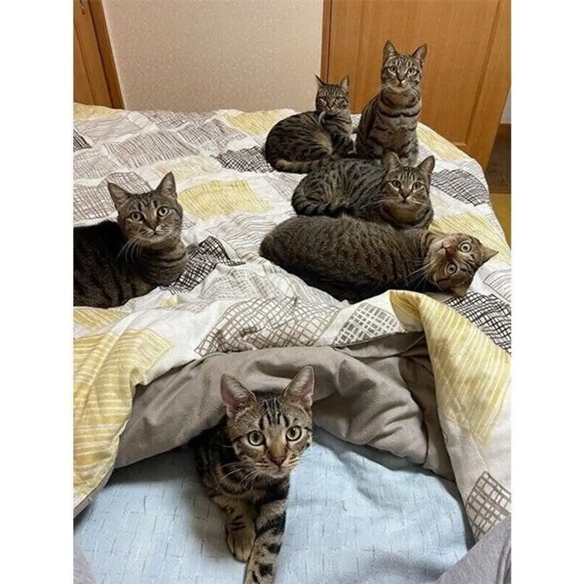 がるちゃん猫カフェ86号店開店しました♫(初めての方も大歓迎♫)