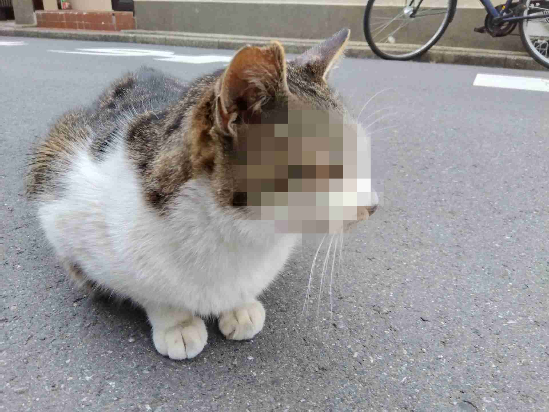 がるちゃん猫カフェ86号店開店しました♫(初めての方も大歓迎♫)