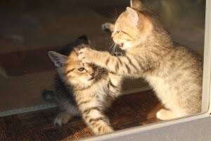 がるちゃん猫カフェ86号店開店しました♫(初めての方も大歓迎♫)