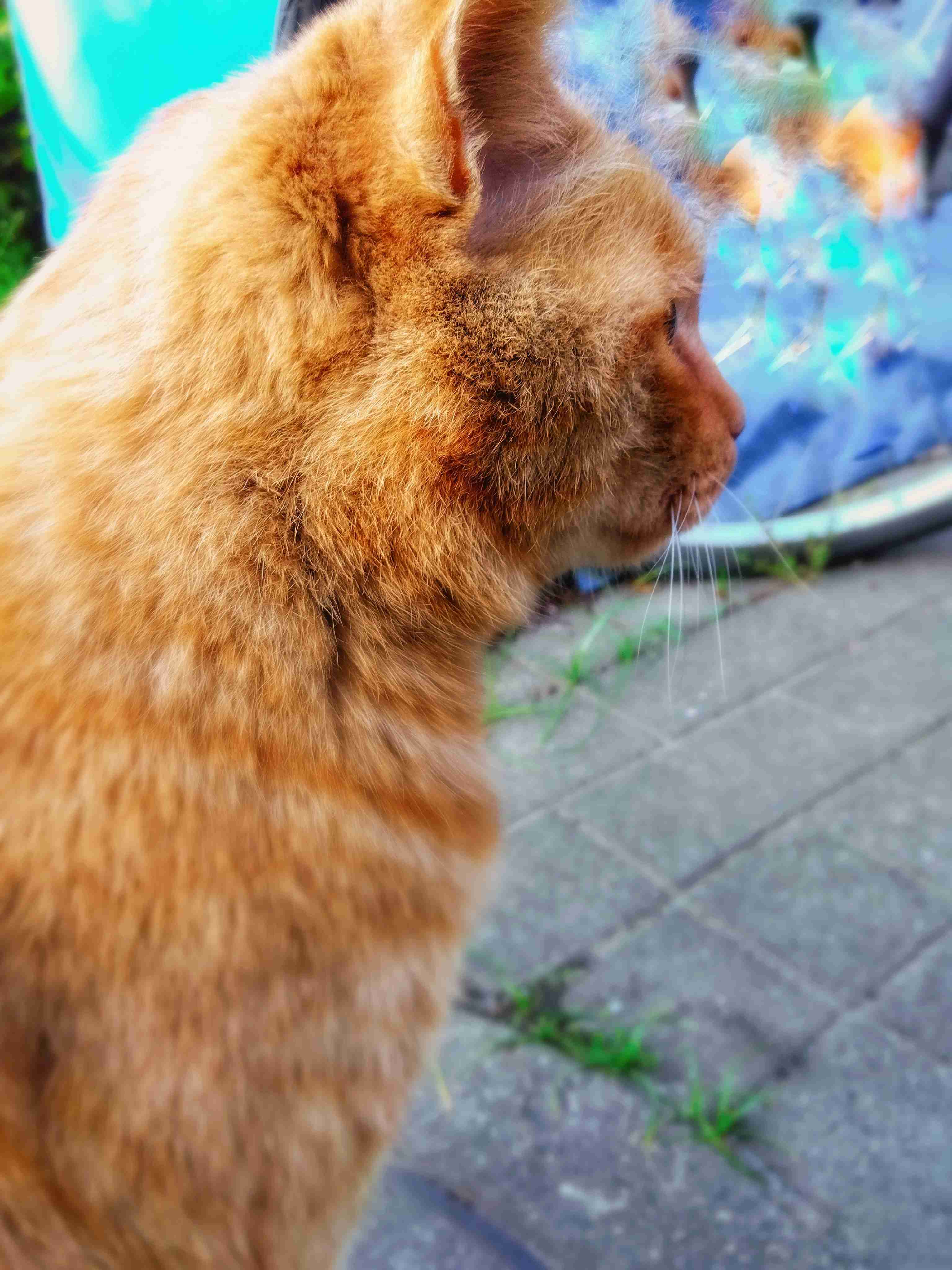 がるちゃん猫カフェ86号店開店しました♫(初めての方も大歓迎♫)