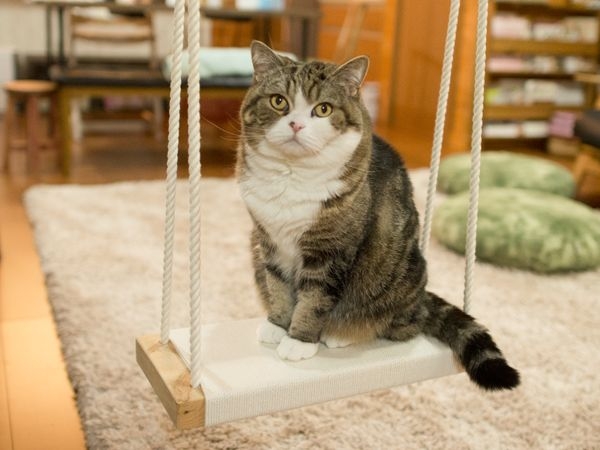 がるちゃん猫カフェ86号店開店しました♫(初めての方も大歓迎♫)