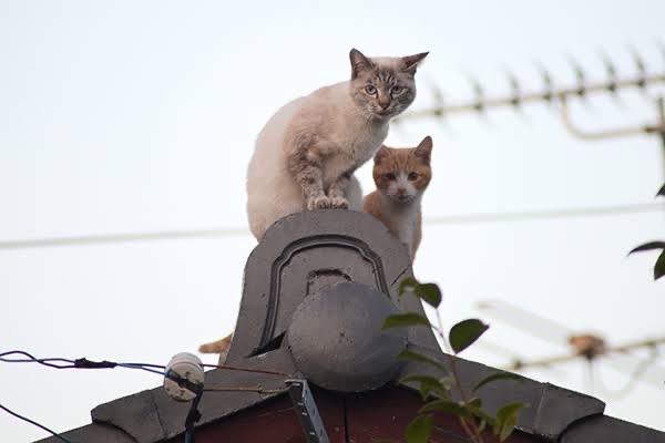 がるちゃん猫カフェ86号店開店しました♫(初めての方も大歓迎♫)