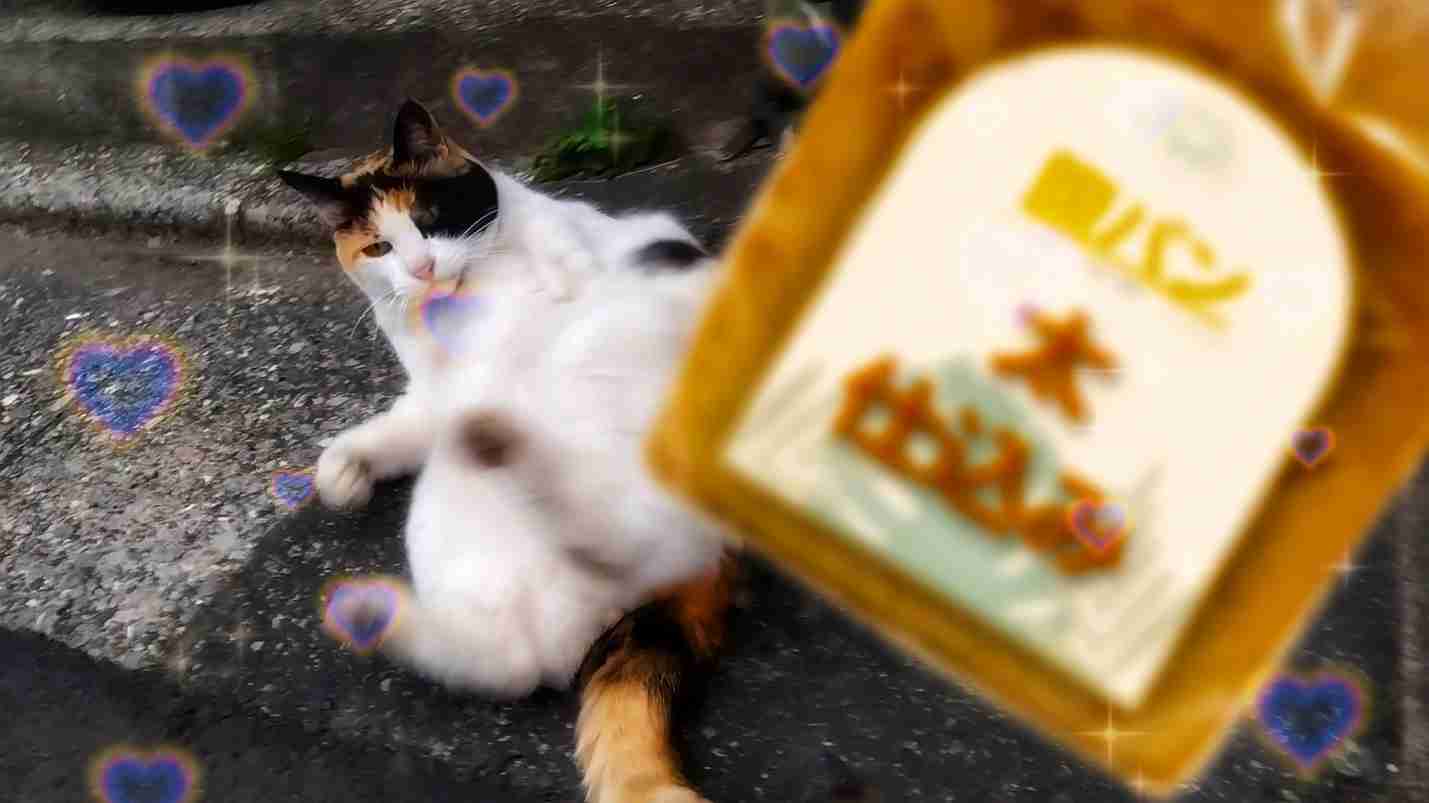 がるちゃん猫カフェ86号店開店しました♫(初めての方も大歓迎♫)