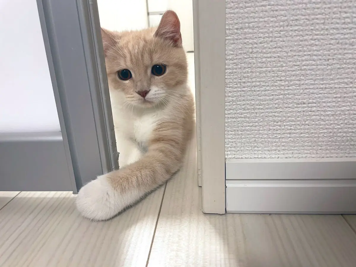 がるちゃん猫カフェ86号店開店しました♫(初めての方も大歓迎♫)